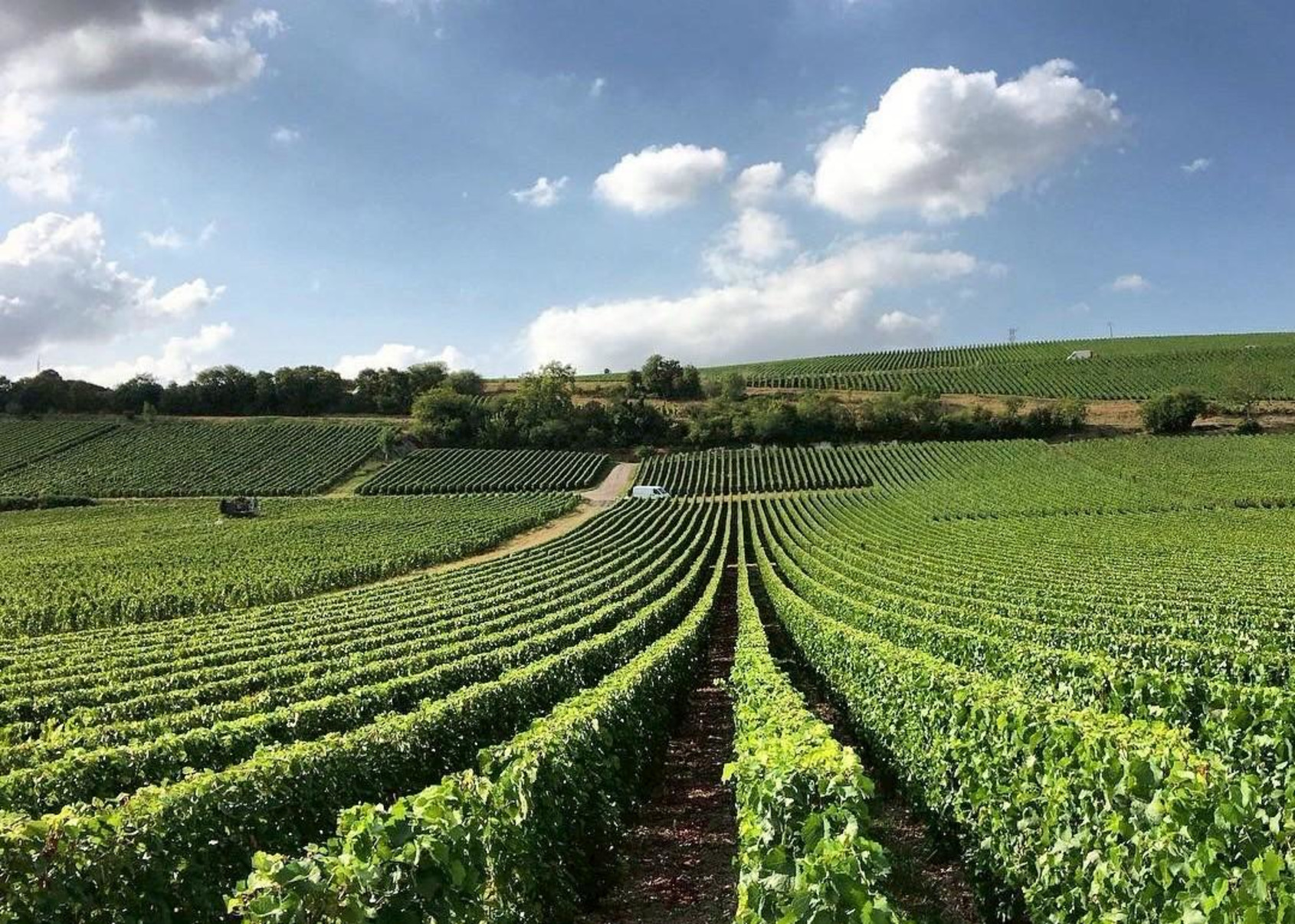 白中白產區Le Mesnil sur Oger與Oger兩村的葡萄園 © Courtesy of Philippe Gonet 