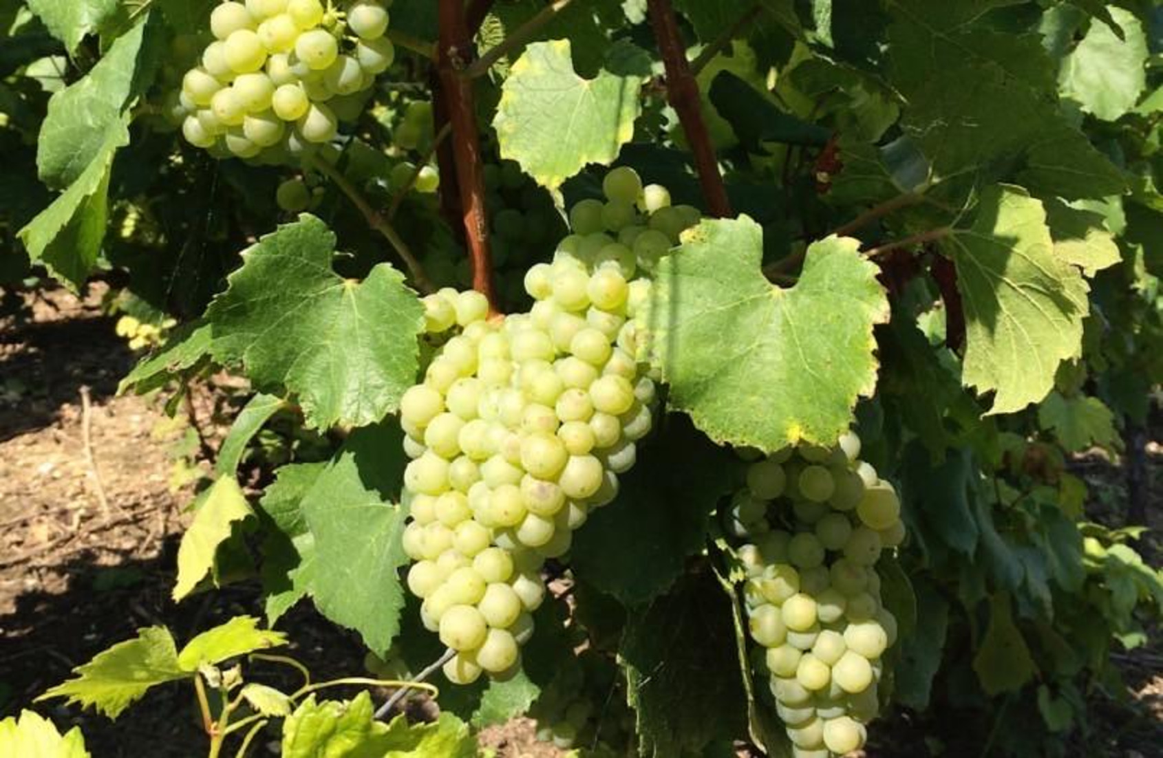 白中白產區Le Mesnil sur Oger與Oger兩村的葡萄園 © Courtesy of Philippe Gonet 