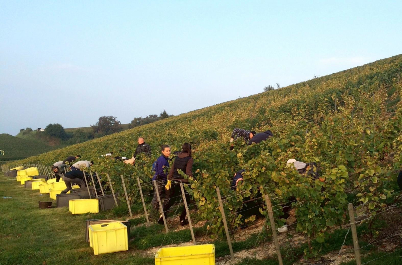 白中白產區Le Mesnil sur Oger與Oger兩村的葡萄園 © Courtesy of Philippe Gonet 